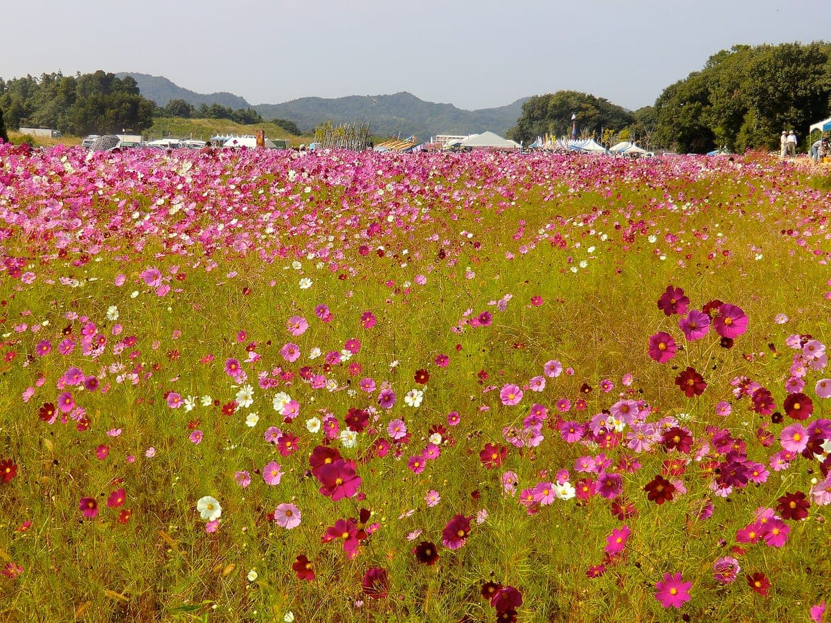 Cosmos Flower Season