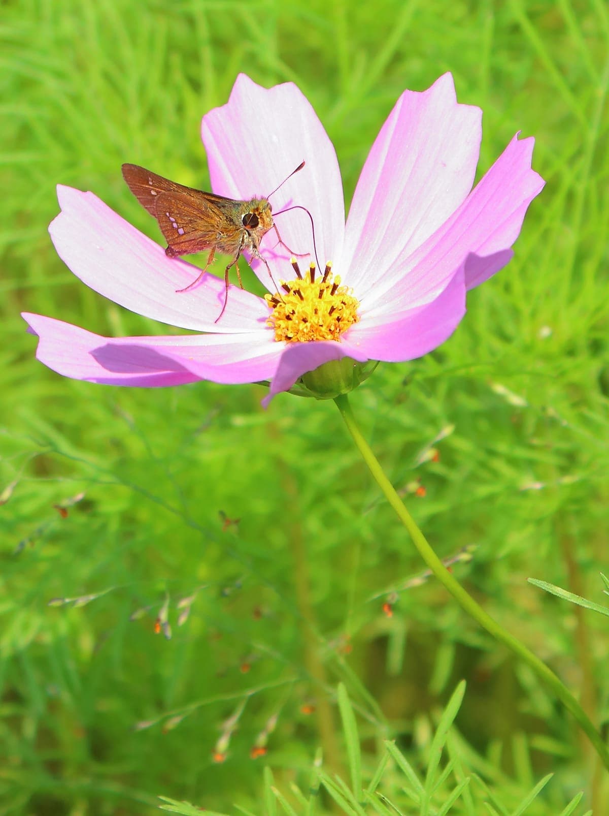 Shirakimine Kogen Cosmos Viewing