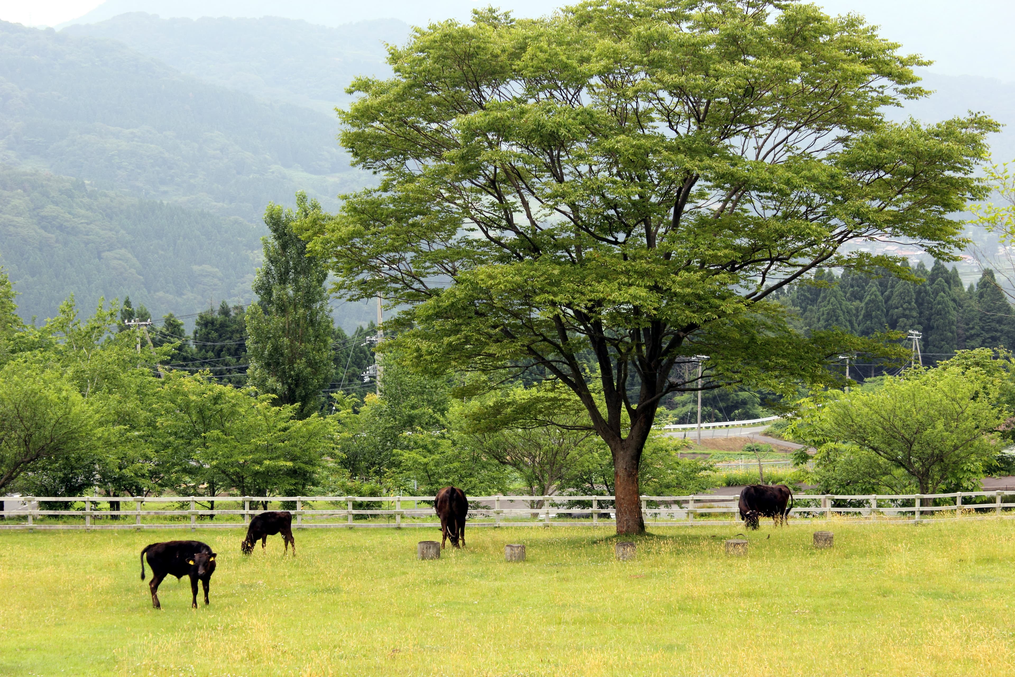 Tajima Pasture Park