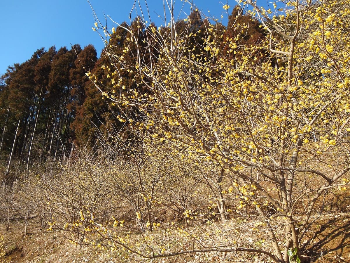 Matsuda Yadoriki Valley