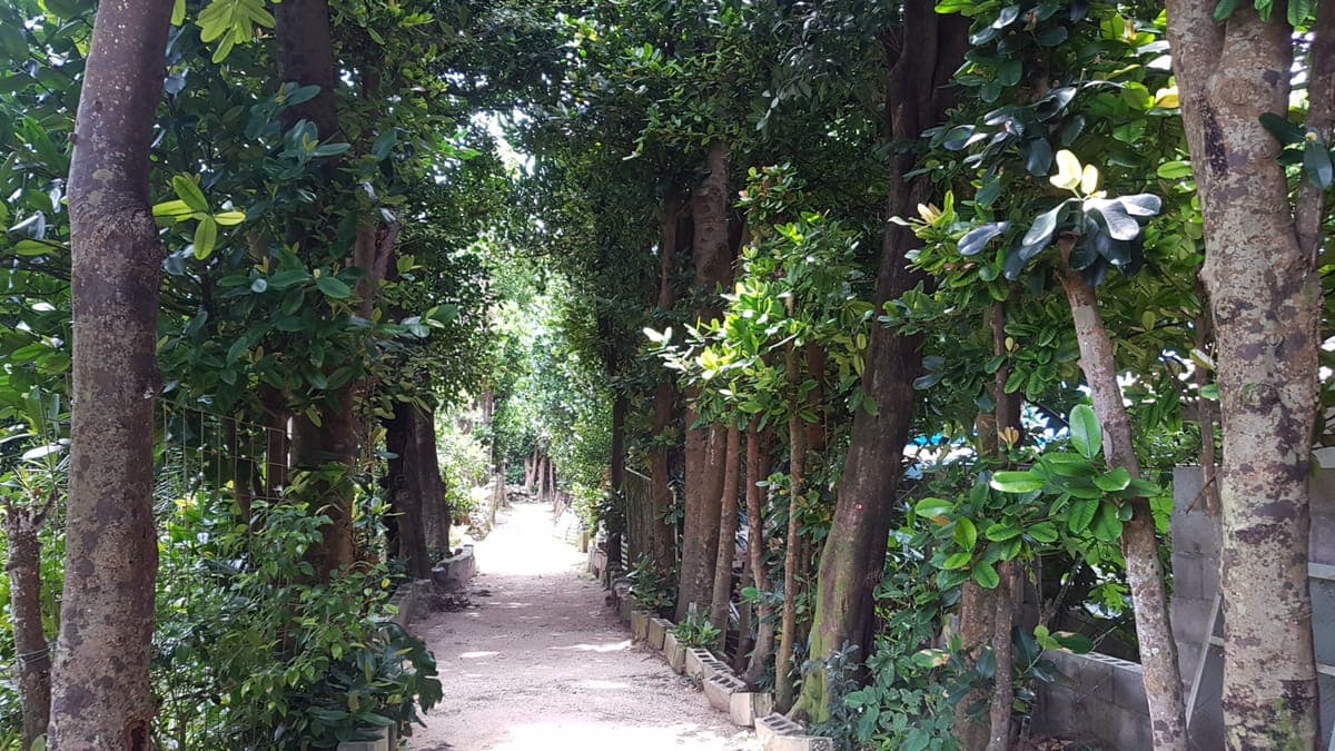 Bise Fukugi Tree Road