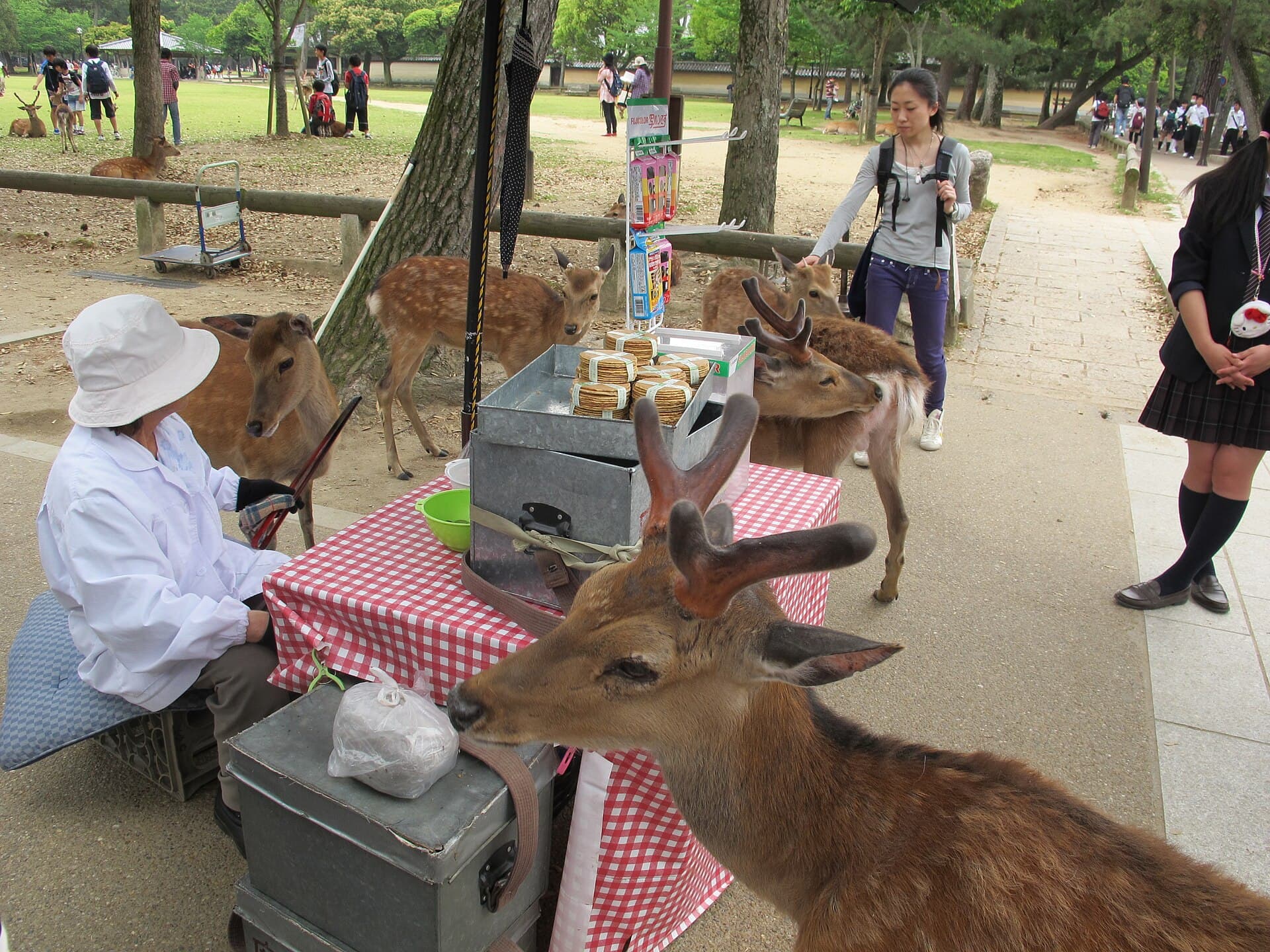Nara Park (Nara Koen)
