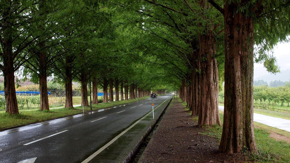 Makino Metasequoia Avenue