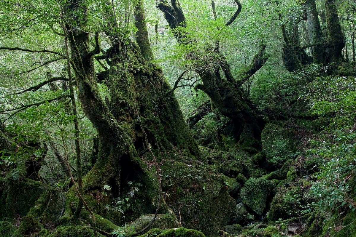 Shiratani Unsuikyo
