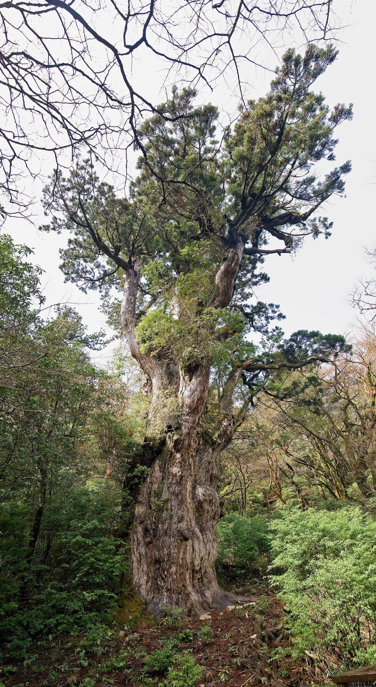 Jomon Sugi