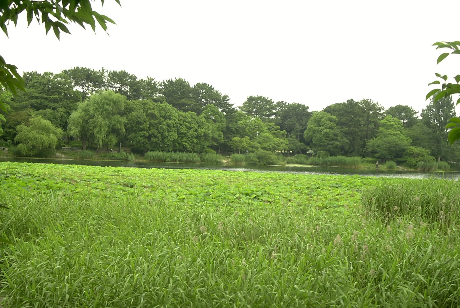 Hattori Ryokuchi Park